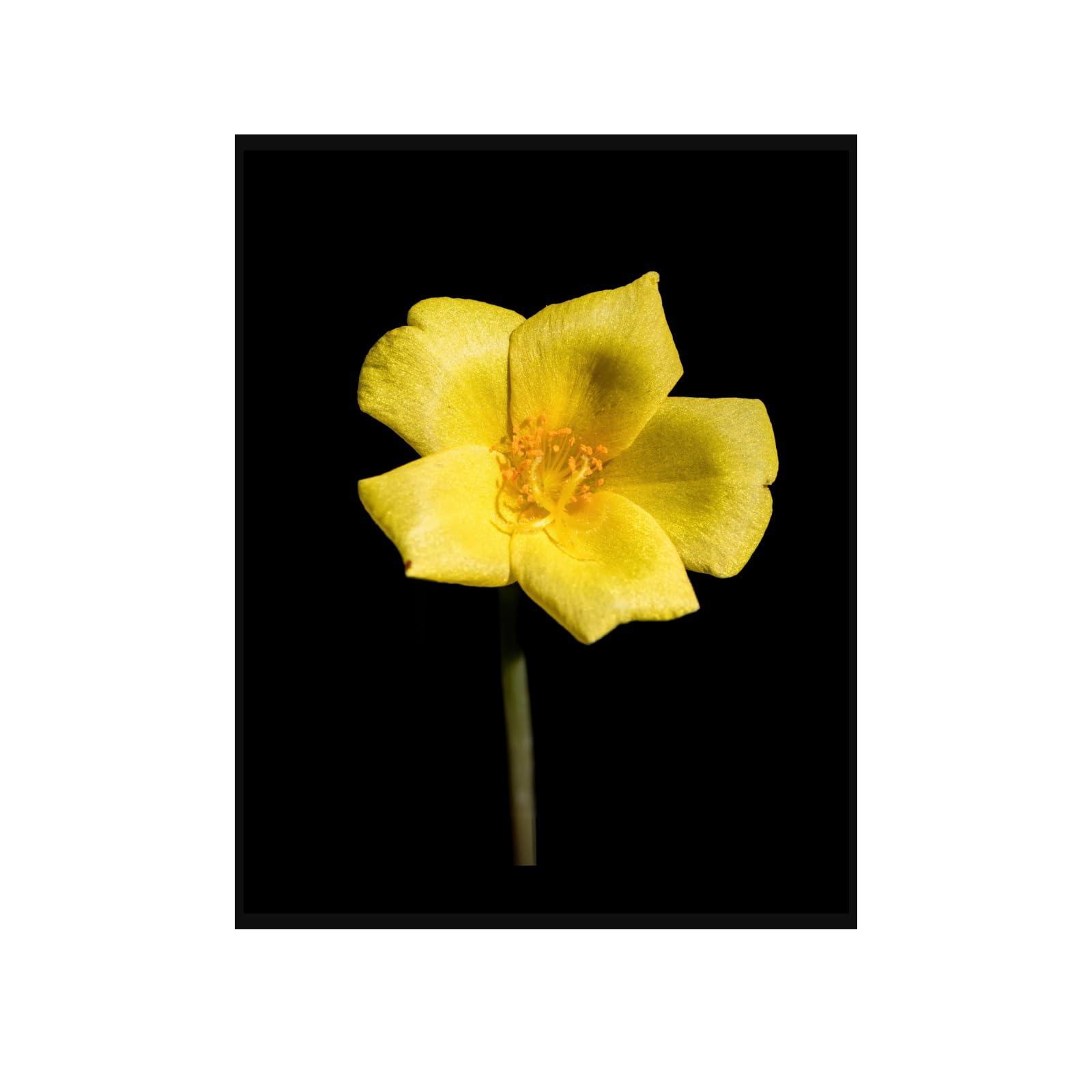 Yellow Portulaca Grandiflora Poster – Botanical Wall Art for Home Decor, Vintage Floral Print, Aesthetic Flower Artwork for Living Room, Bedroom, Office Walls