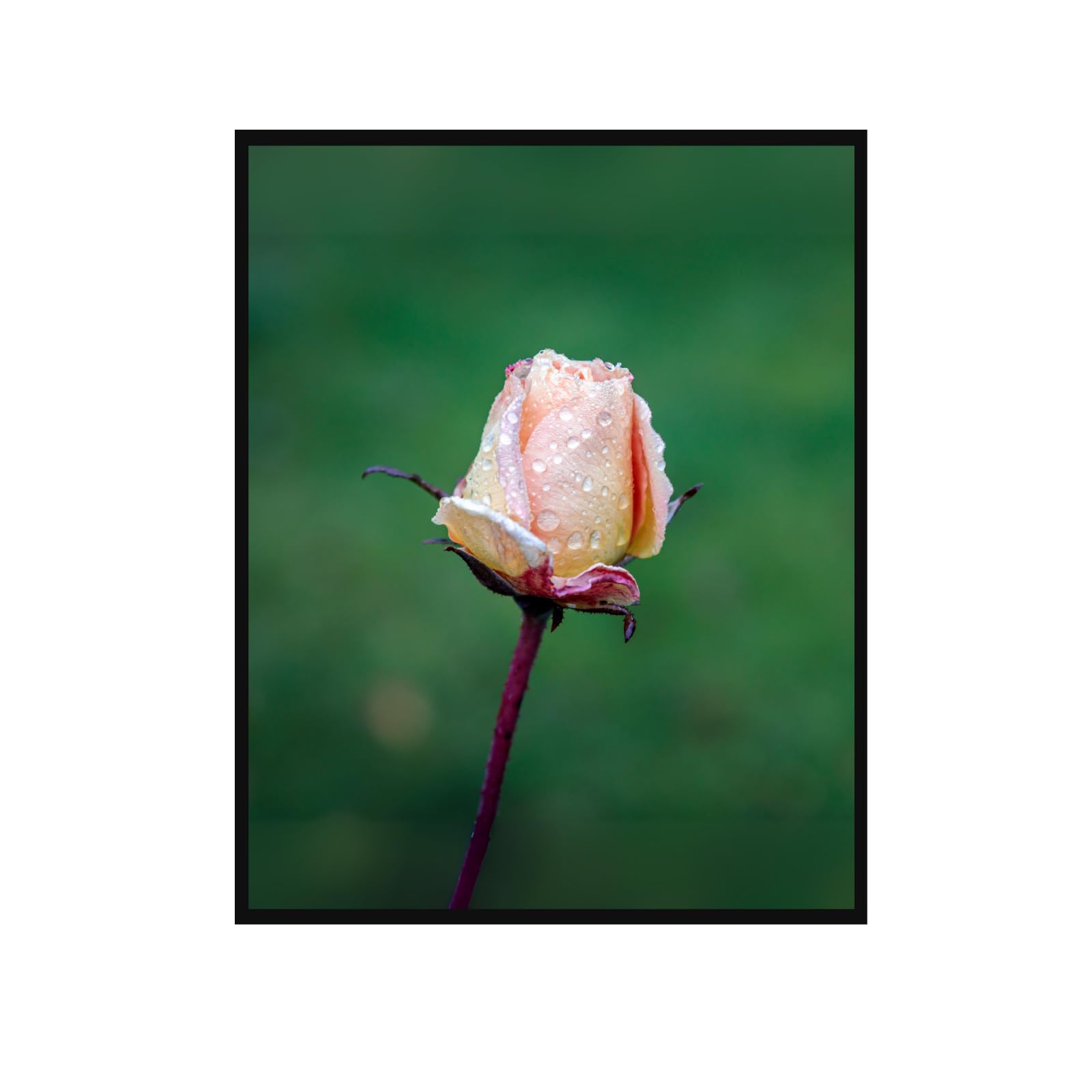 Peach Rose Bud Wall Art – Botanical Flower Poster for Home Decor, Aesthetic Vintage Floral Print for Living Room, Bedroom, Office, or Gallery Wall Decoration