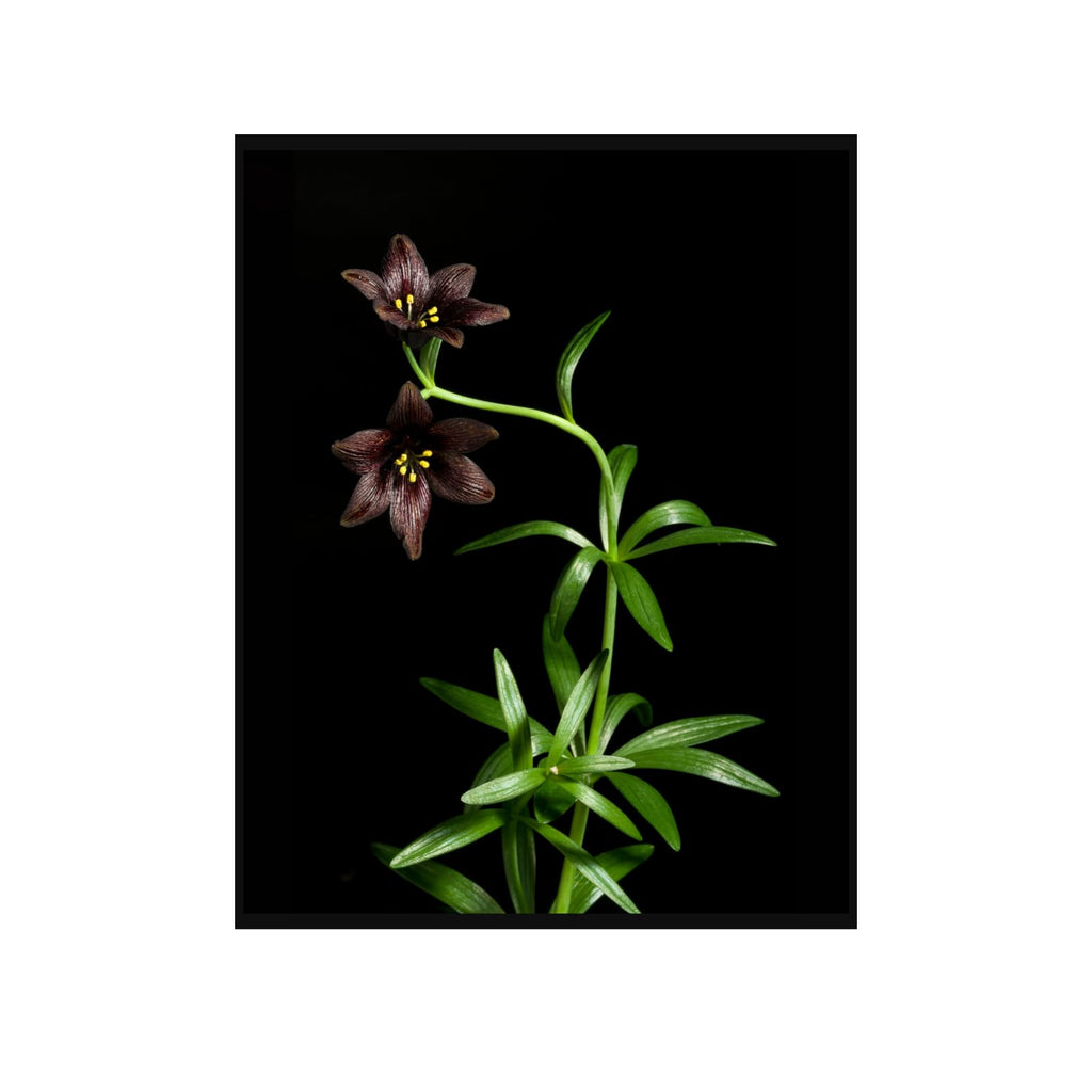 Kamchatka Lily Wall Art Poster – Botanical Fritillaria Camschatcensis Flower Print Home Decor