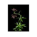 Kamchatka Lily Wall Art Poster – Botanical Fritillaria Camschatcensis Flower Print Home Decor