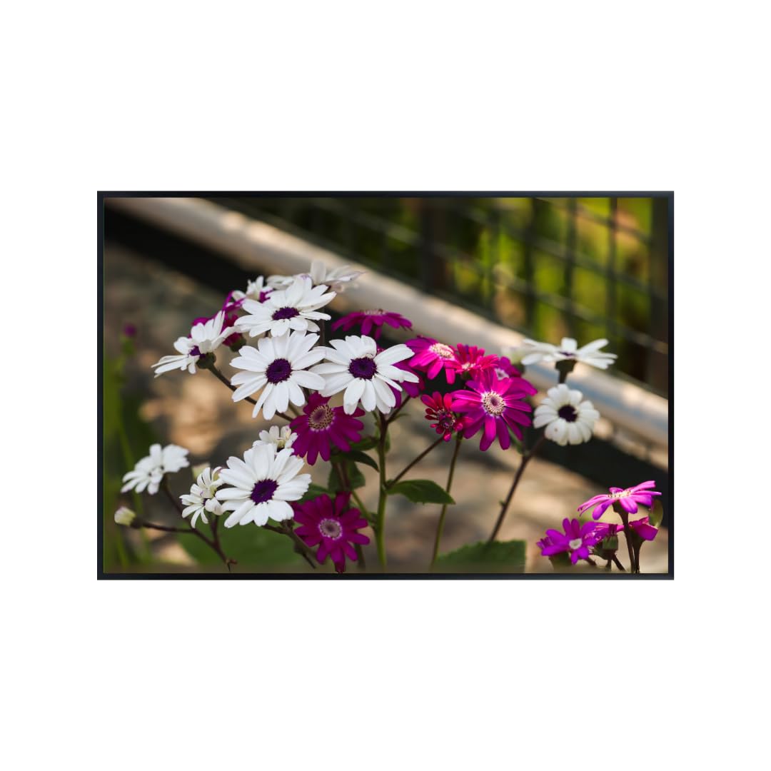 African Daisy Wall Art Poster – Botanical Flower Print for Home Decor, Aesthetic Floral Artwork, Nature-Inspired Room Decoration, Vibrant Botanical Wall Art for Living Room or Bedroom