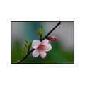 Peach Blossom Wall Art Poster – Botanical Flower Print for Home Decor, Nature-Inspired Floral Artwork for Living Room, Bedroom, or Office – Elegant Botanical Poster