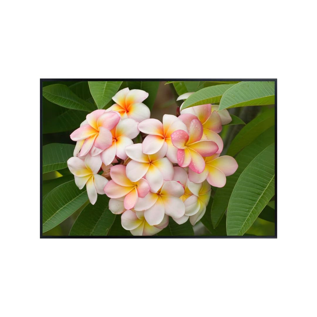 Pink Frangipani Wall Art Poster – Tropical Flower Print for Home Decor, Botanical Wall Art for Living Room, Bedroom, or Office – Aesthetic Floral Poster, Nature-Inspired Art Print