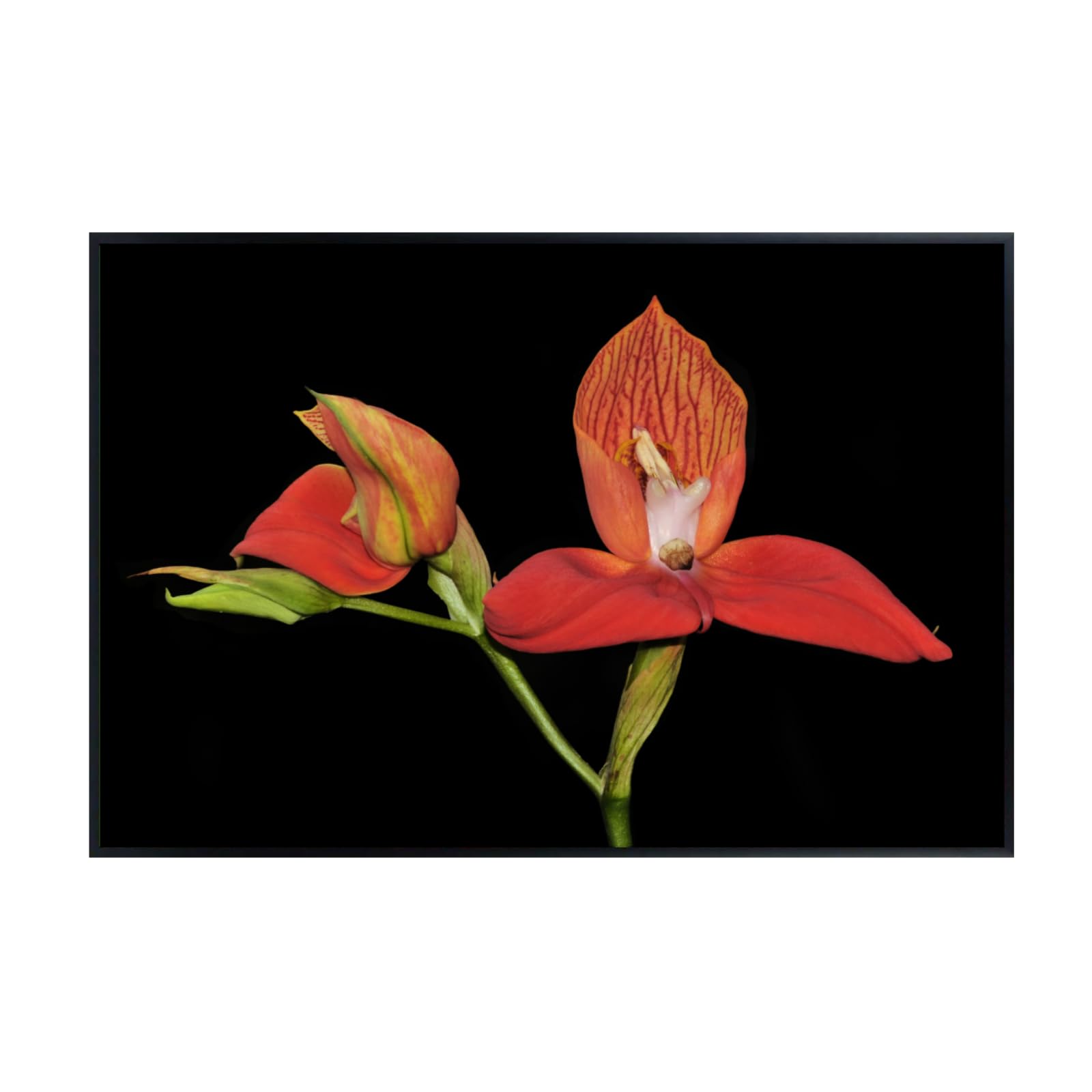 Disa Uniflora Wall Art Poster – Botanical Orchid Flower Print for Home Decor, Nature-Inspired Floral Artwork for Living Room, Bedroom, or Office – Elegant Botanical Poster