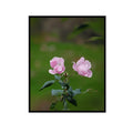 Pink Floribunda Rose Poster – Elegant Floral Wall Art for Home Decor, Botanical Print for Living Room, Bedroom & Office