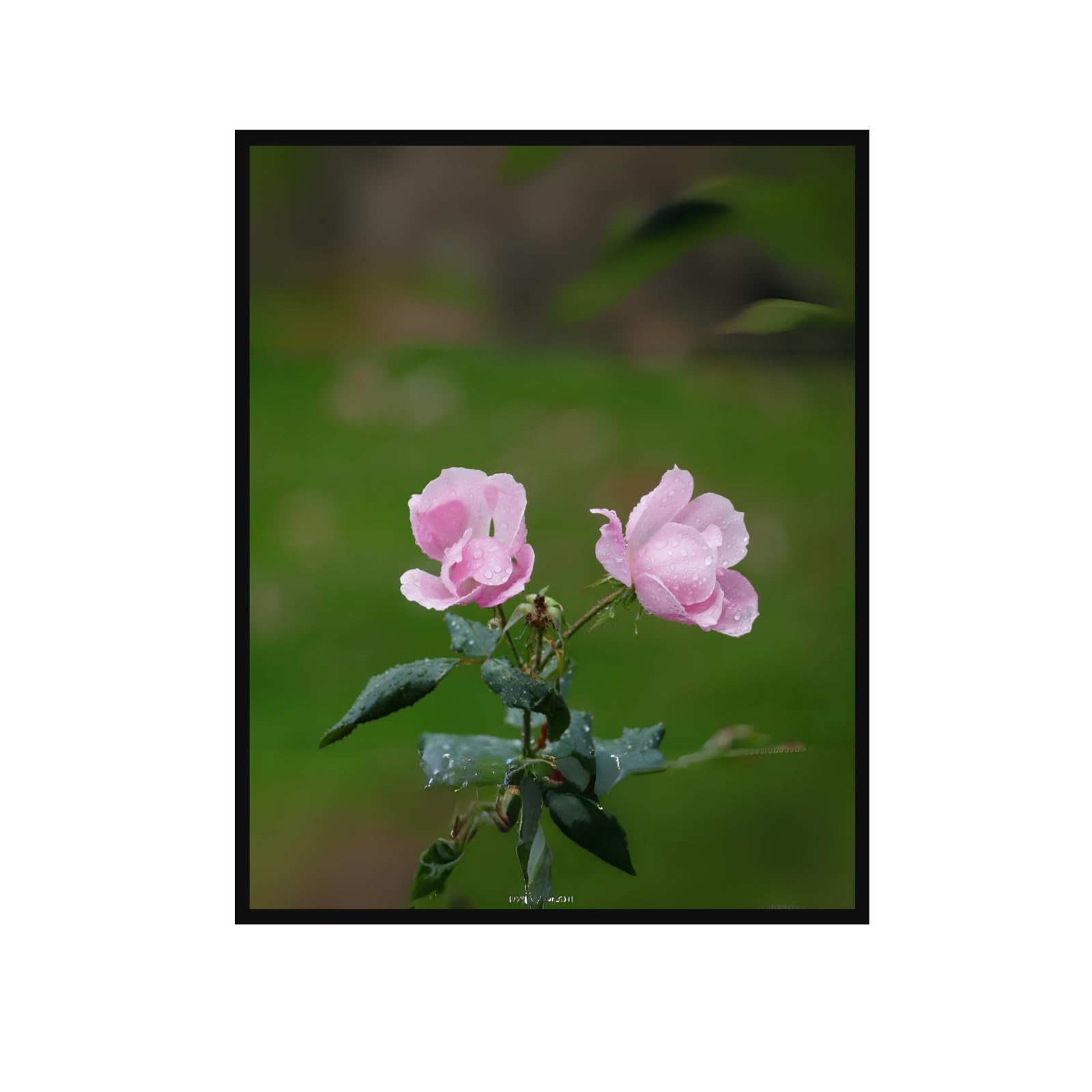 Pink Floribunda Rose Poster – Elegant Floral Wall Art for Home Decor, Botanical Print for Living Room, Bedroom & Office