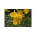 Rose of Sharon Wall Art Poster – Floral Home Decor, Botanical Print for Living Room, Bedroom, Office, or Nursery