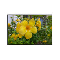 Yellow Allamanda Tropical Flower Wall Art – Golden Trumpet Botanical Poster for Home Decor, Living Room, Bedroom, or Office – Vibrant Tropical Plant Artwork Print