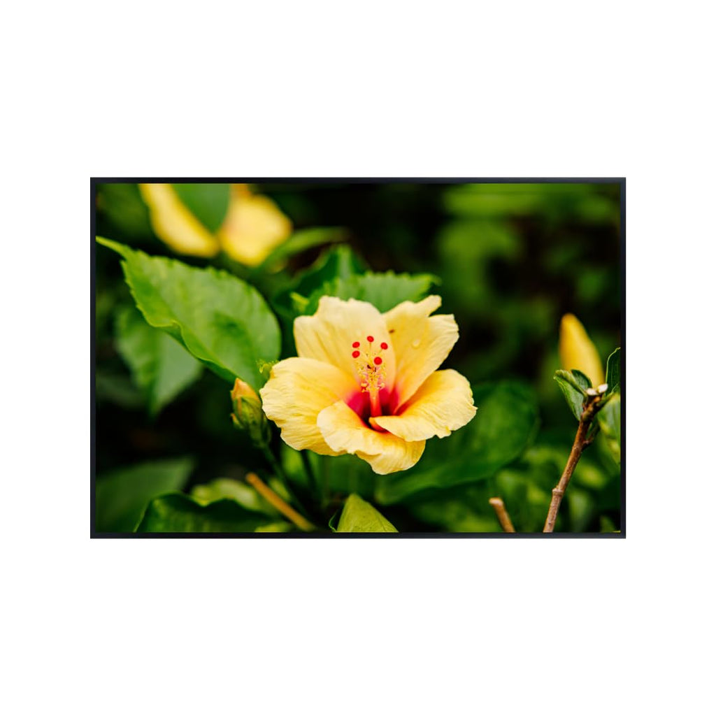 Hibiscus Rosa-Sinensis Wall Art Poster – Home Decor Floral Print for Living Room, Bedroom, Office Wall Decor