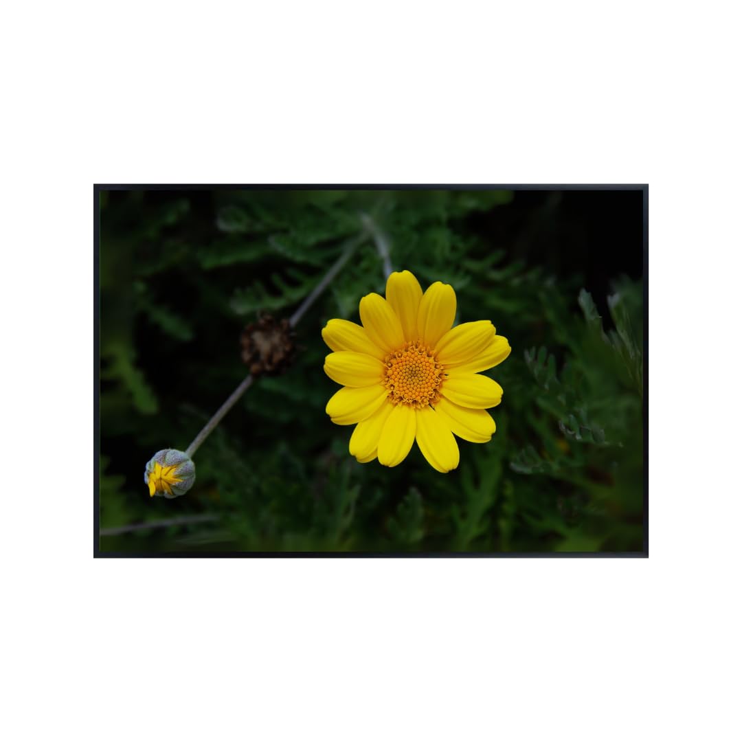 Yellow Chamomile Wall Art Poster – Golden Marguerite Botanical Print for Home Decor, Aesthetic Floral Artwork for Living Room, Bedroom, Office, Kitchen – Modern Nature Wall Art