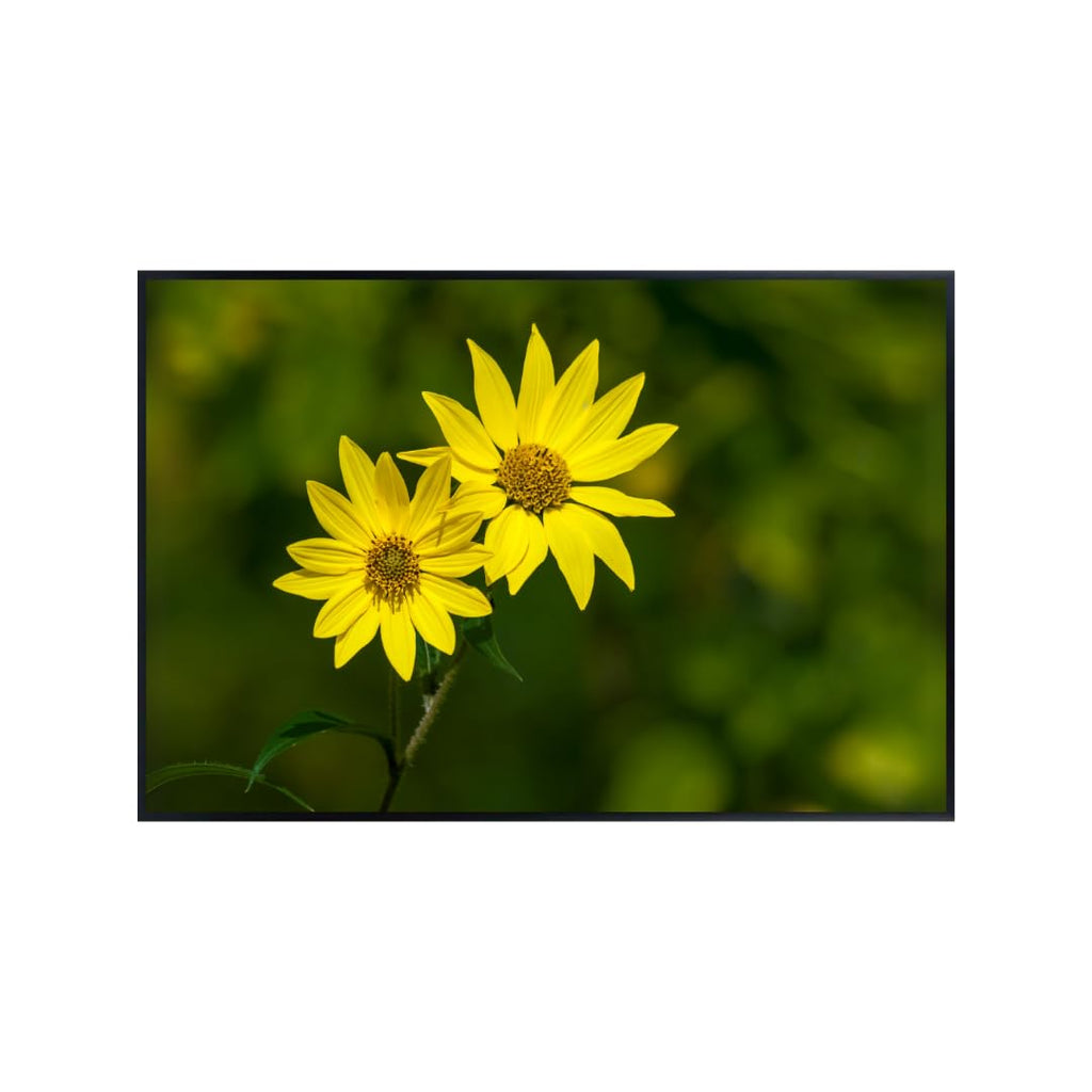 Yellow Daisy Wall Art Poster – Bright Flower Home Decor, Botanical Print for Living Room, Bedroom, Office, Nature Artwork, Modern Aesthetic Poster