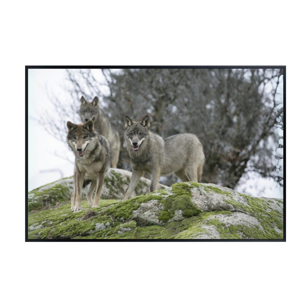 Signatus Wolf Artwork Poster – Nature Wildlife Wall Art Print for Bedroom, Living Room, Office, or Home Décor
