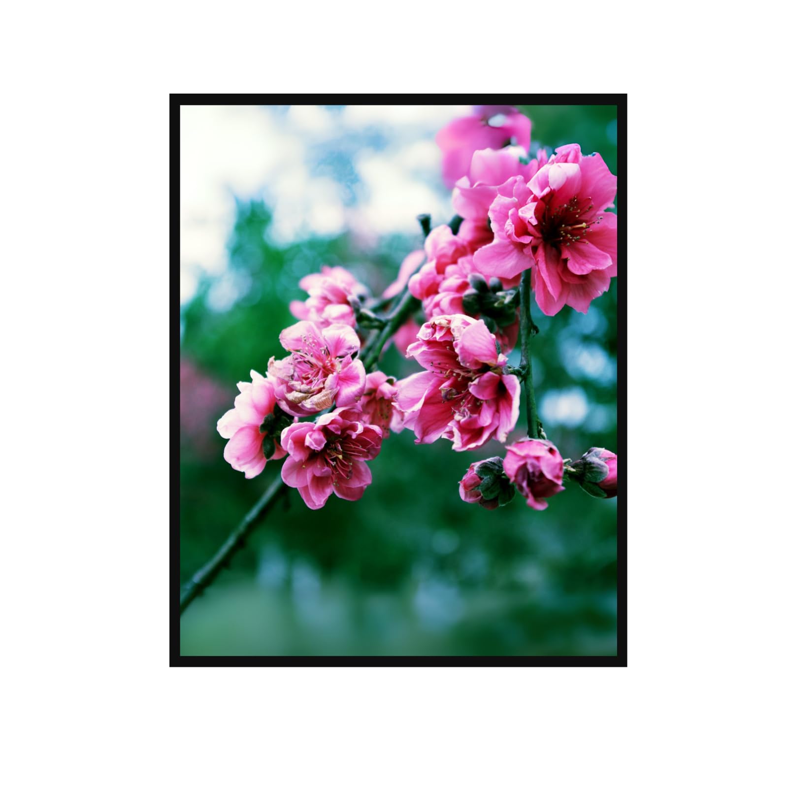 Peach Blossom Wall Art Poster for Home Decor – Botanical Floral Print for Living Room, Bedroom, Office Decoration