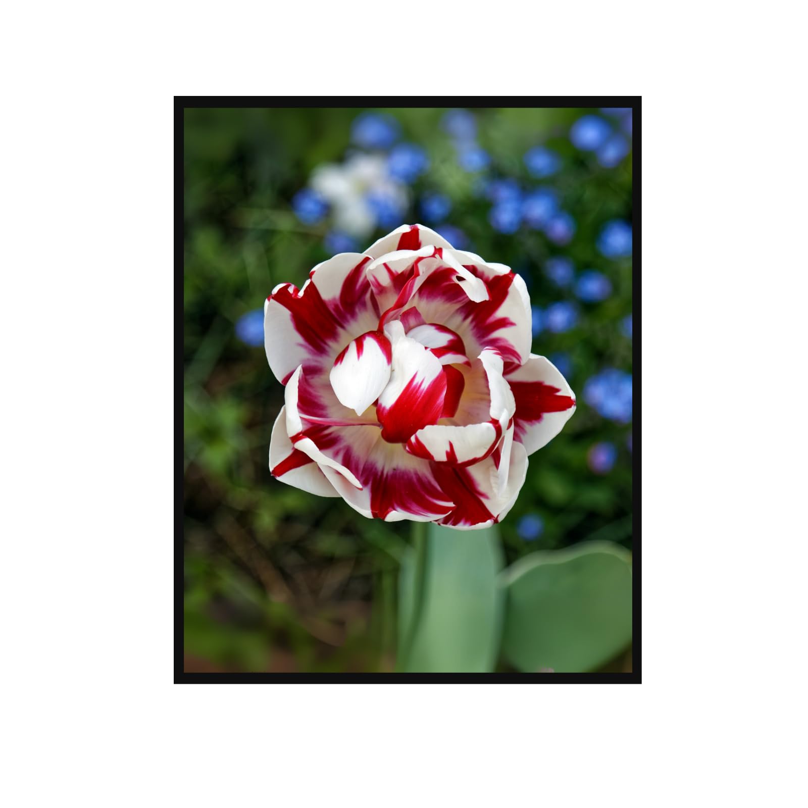 Tulipa ‘Carnaval de Nice’ Poster – Vintage Botanical Flower Print Wall Art for Home Decor, Nature Artwork for Living Room, Bedroom, Office
