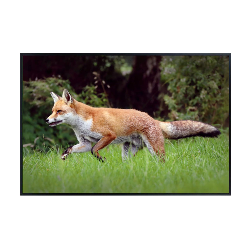 Trot Fox Artwork Poster – Wilderness Nature Wall Art Print for Home decor, Office, Bedroom, or Study Spaces