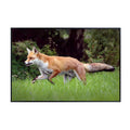 Trot Fox Artwork Poster – Wilderness Nature Wall Art Print for Home decor, Office, Bedroom, or Study Spaces