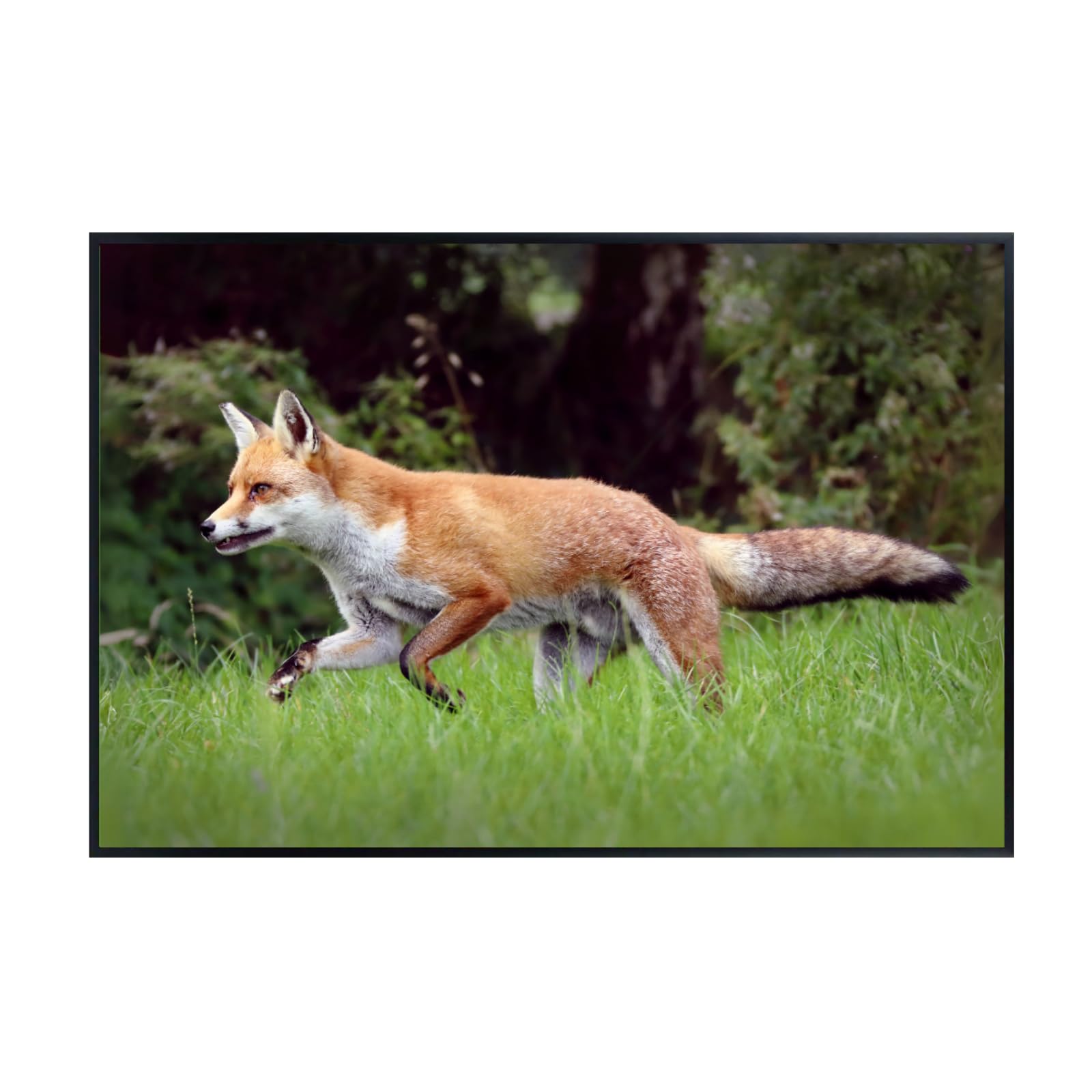 Trot Fox Artwork Poster – Wilderness Nature Wall Art Print for Home decor, Office, Bedroom, or Study Spaces