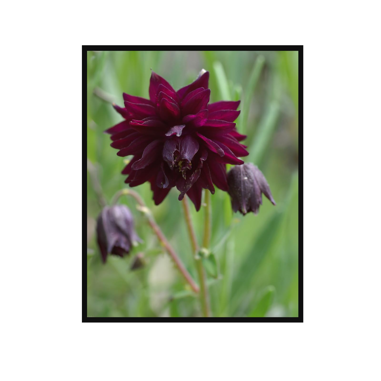 Purple Columbine Flower Poster – Botanical Wall Art Print for Home Decor, Vintage Floral Artwork for Living Room, Bedroom, Office