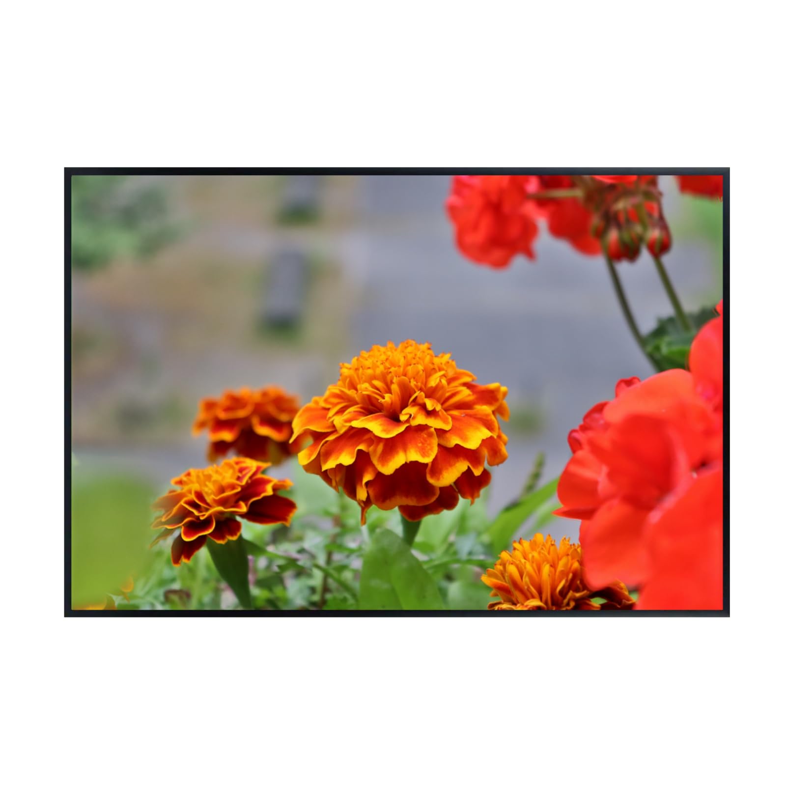 Tagetes Marigold Wall Art Poster – Botanical Flower Print for Home Decor, Nature-Inspired Floral Artwork for Living Room, Bedroom, or Office – Elegant Botanical Poster