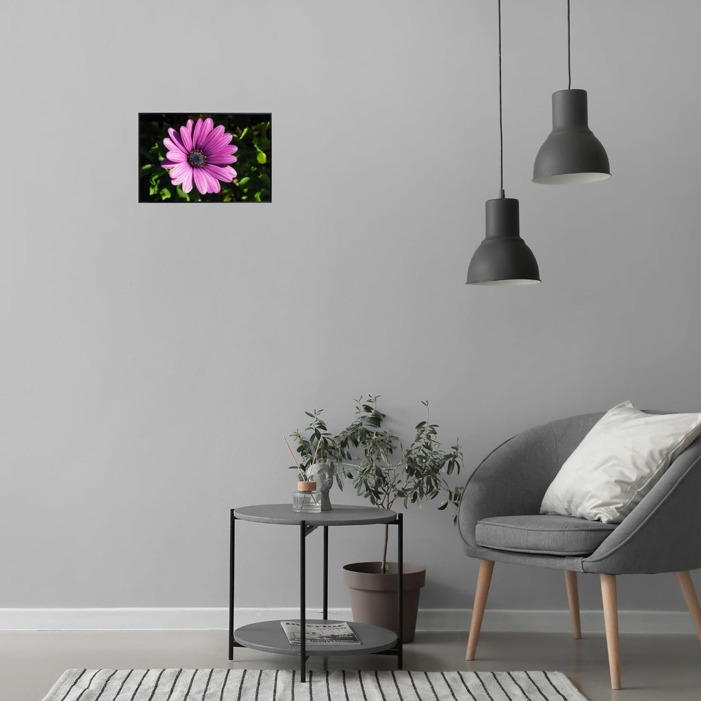 Osteospermum Barberae Wall Art Poster – African Daisy Botanical Print, Elegant Floral Home Decor for Living Room, Bedroom, or Office