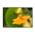 Elegant Sulfur Cosmos Flower Wall Art Poster – Home Decor Botanical Print for Living Room, Bedroom, Office Wall Decor