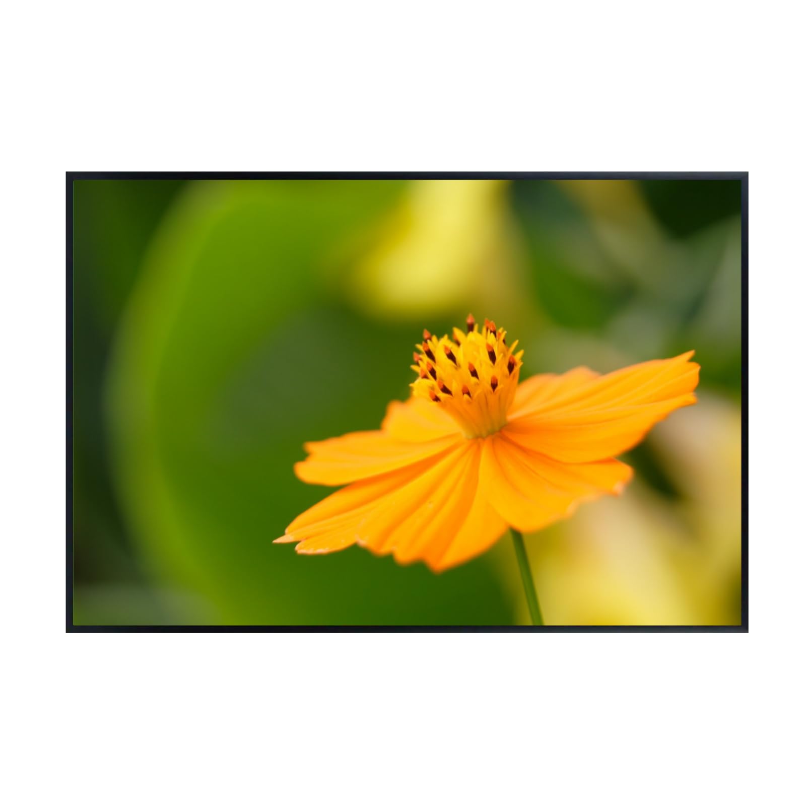 Elegant Sulfur Cosmos Flower Wall Art Poster – Home Decor Botanical Print for Living Room, Bedroom, Office Wall Decor