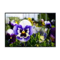 Pansy Spring Matrix Poster – Floral Wall Art for Home Decor, Botanical Flower Print, Bedroom & Living Room Wall Decor