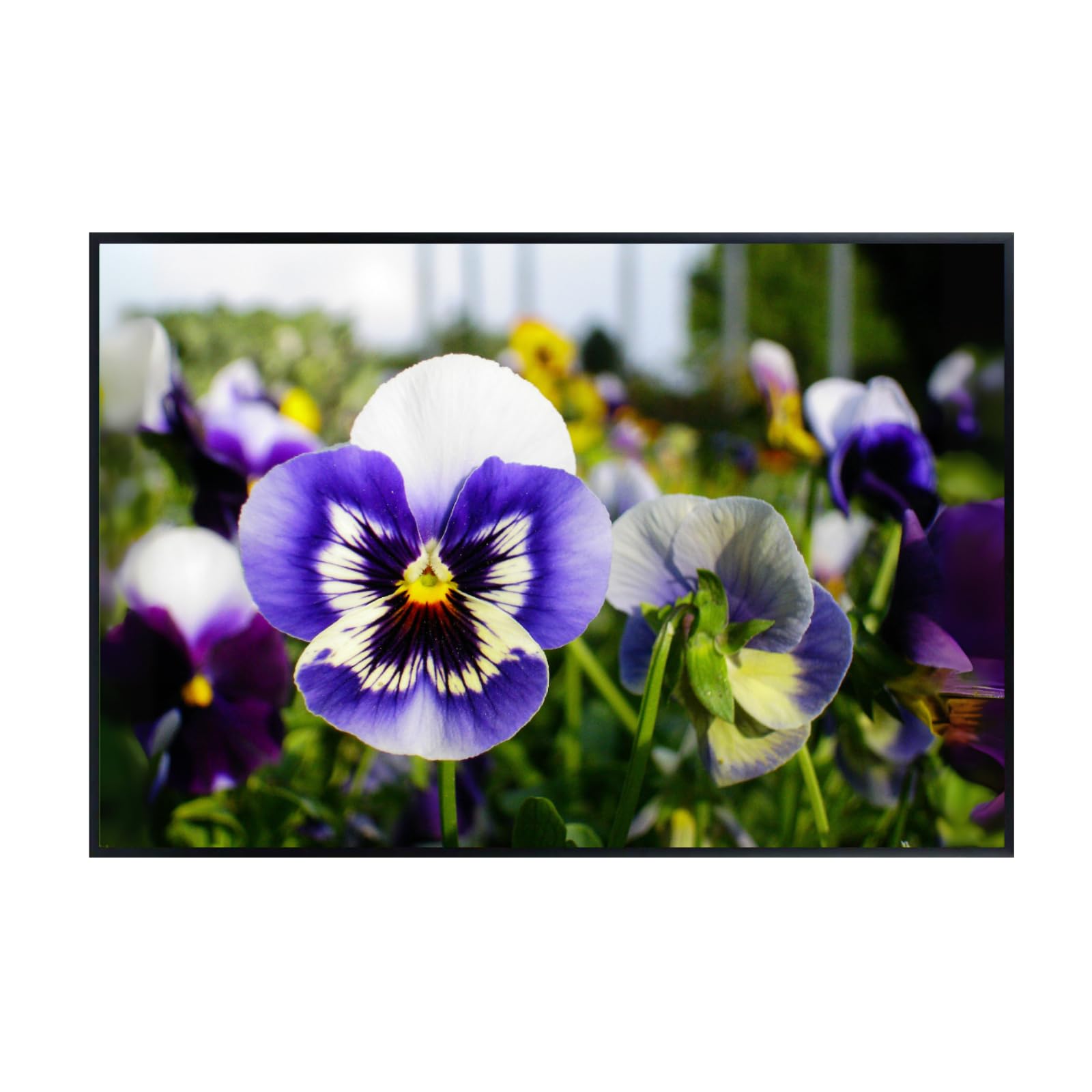 Pansy Spring Matrix Poster – Floral Wall Art for Home Decor, Botanical Flower Print, Bedroom & Living Room Wall Decor