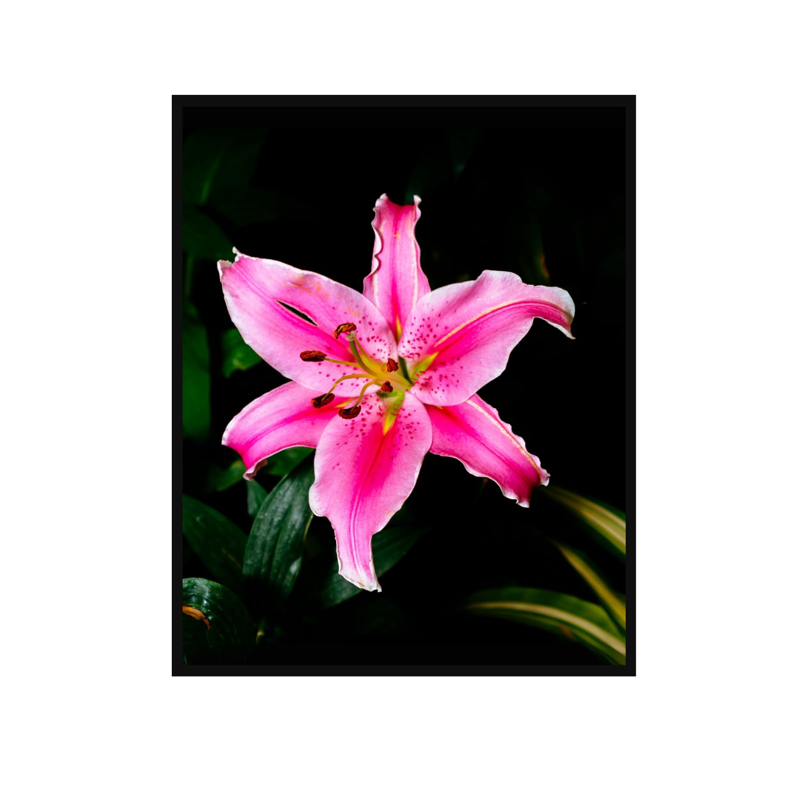 Glory-of-the-Snow Botanical Poster – Vintage Flower Wall Art for Home Decor, Nature Illustration Artwork for Living Room, Bedroom, Office