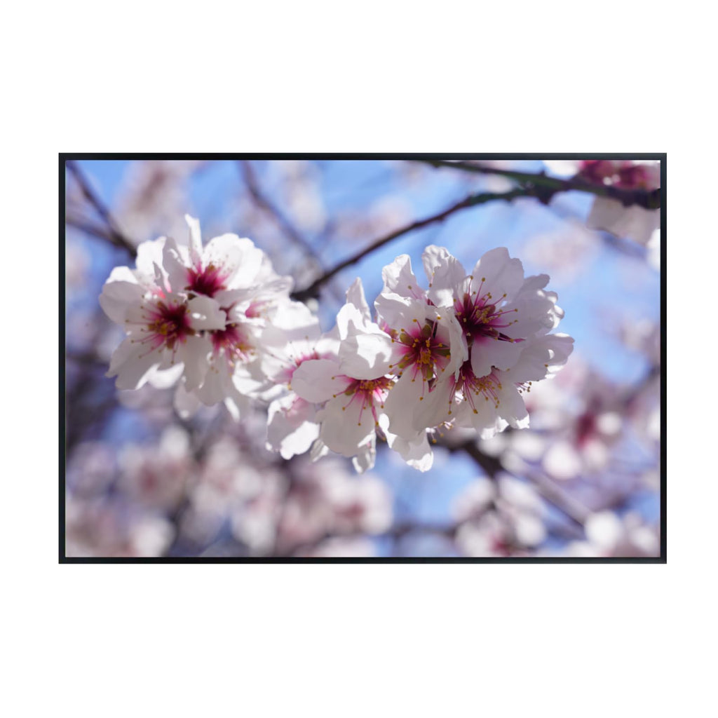 Cherry Blossom Wall Art Poster – Botanical Floral Print, Elegant Nature-Inspired Home Decor for Living Room, Bedroom, or Office