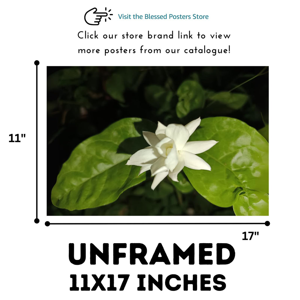 Jasminum Sambac Wall Art Poster – Floral Botanical Print, Elegant Home Decor for Living Room, Bedroom, Office, or Nursery