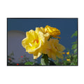 Yellow Rose Poster Botanical Print Floral Wall Art for Living Room Home Decor