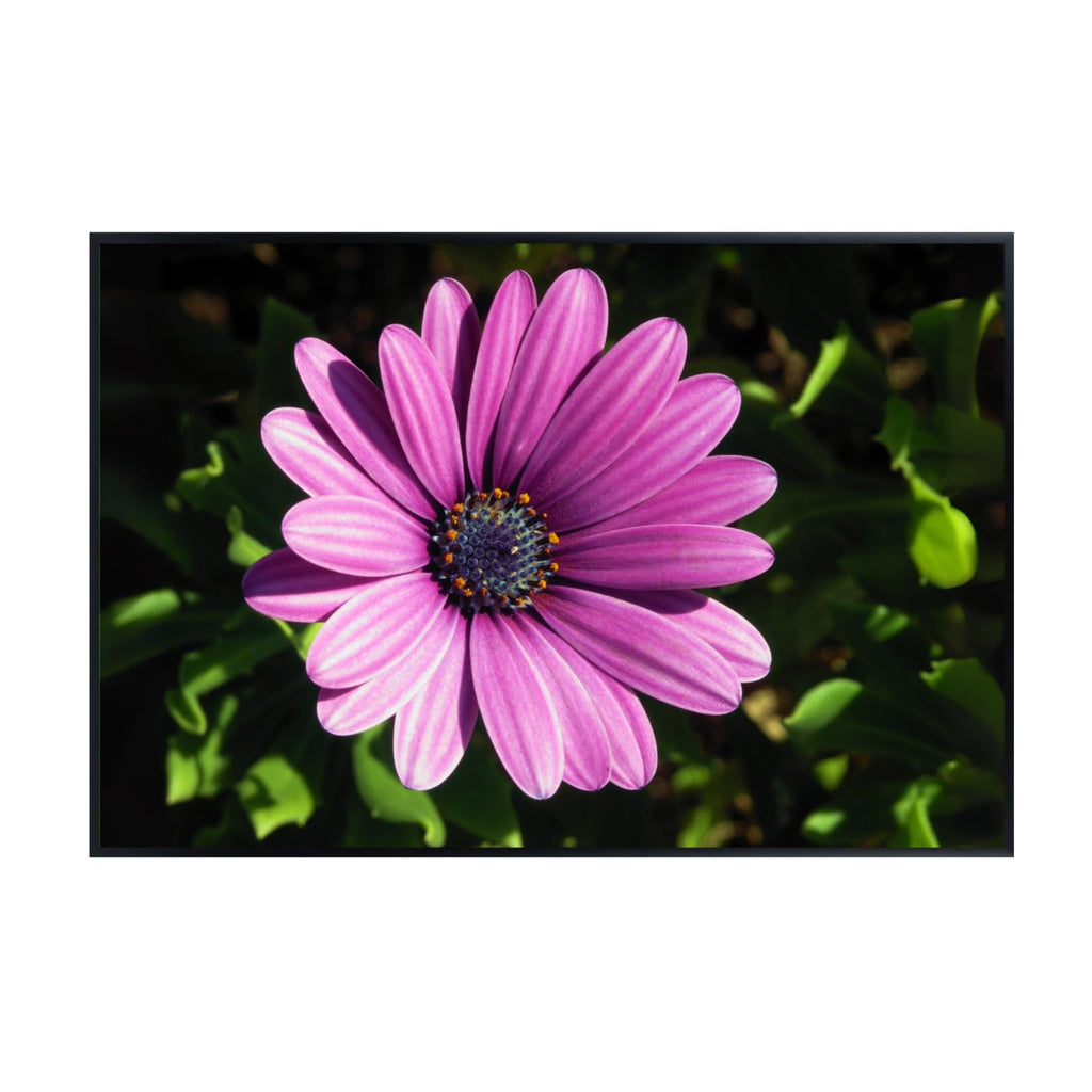 Osteospermum Barberae Wall Art Poster – African Daisy Botanical Print, Elegant Floral Home Decor for Living Room, Bedroom, or Office
