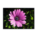 Osteospermum Barberae Wall Art Poster – African Daisy Botanical Print, Elegant Floral Home Decor for Living Room, Bedroom, or Office