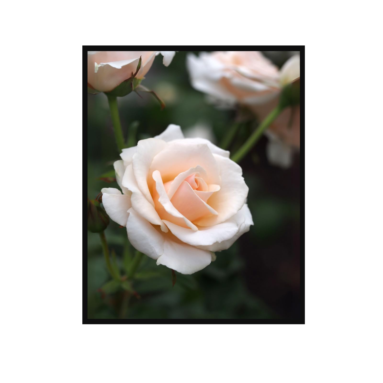 Floribunda Flower Poster Wall Art – Botanical Print for Home Decor, Vintage Floral Artwork for Living Room, Bedroom, Office, Gallery Wall Decoration