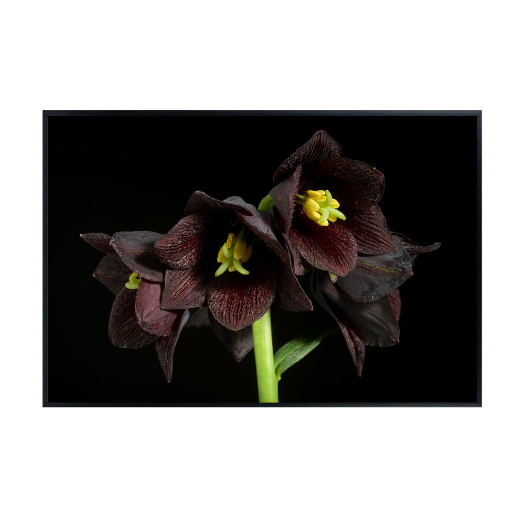Fritillaria Camschatcensis Wall Art Poster – Botanical Flower Print for Home Decor, Nature-Inspired Floral Artwork for Living Room, Bedroom, or Office – Elegant Botanical Poster