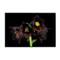 Fritillaria Camschatcensis Wall Art Poster – Botanical Flower Print for Home Decor, Nature-Inspired Floral Artwork for Living Room, Bedroom, or Office – Elegant Botanical Poster