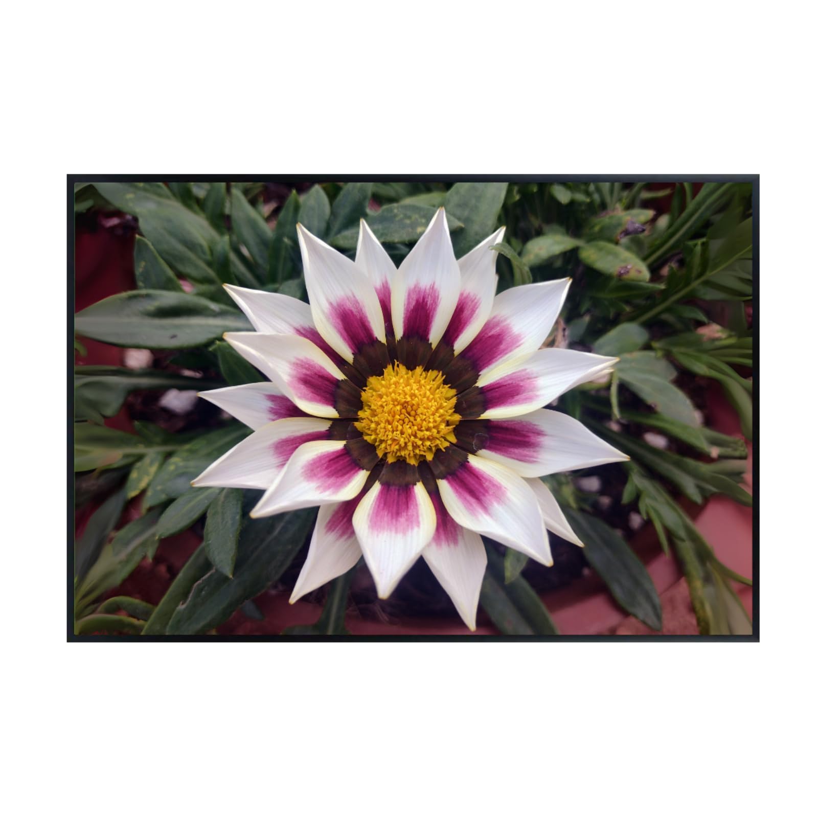 Gazania ‘Big Kiss White Flame’ Wall Art Poster – Vibrant Floral Botanical Print, Colorful Flower Home Decor for Living Room, Bedroom, or Office