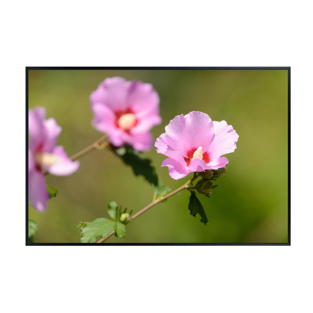 Pink Tropical Hibiscus Wall Art Poster – Vibrant Floral Home Decor, Botanical Print for Living Room, Bedroom, Office, or Nursery