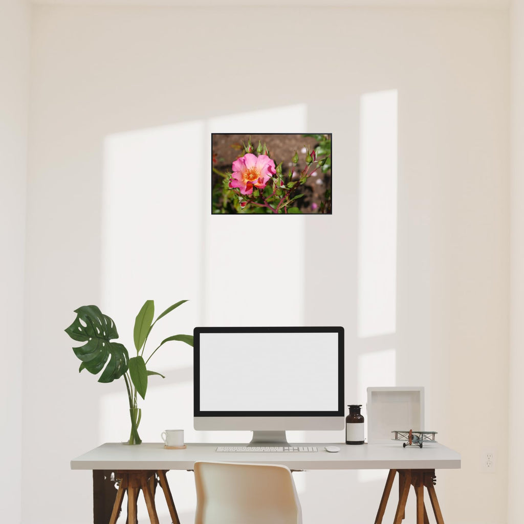Rosa Pretty Sunrise Poster – Botanical Wall Art Print of Shrub Rose for Home Decor, Living Room, Bedroom, or Office – Elegant Floral Nature Artwork