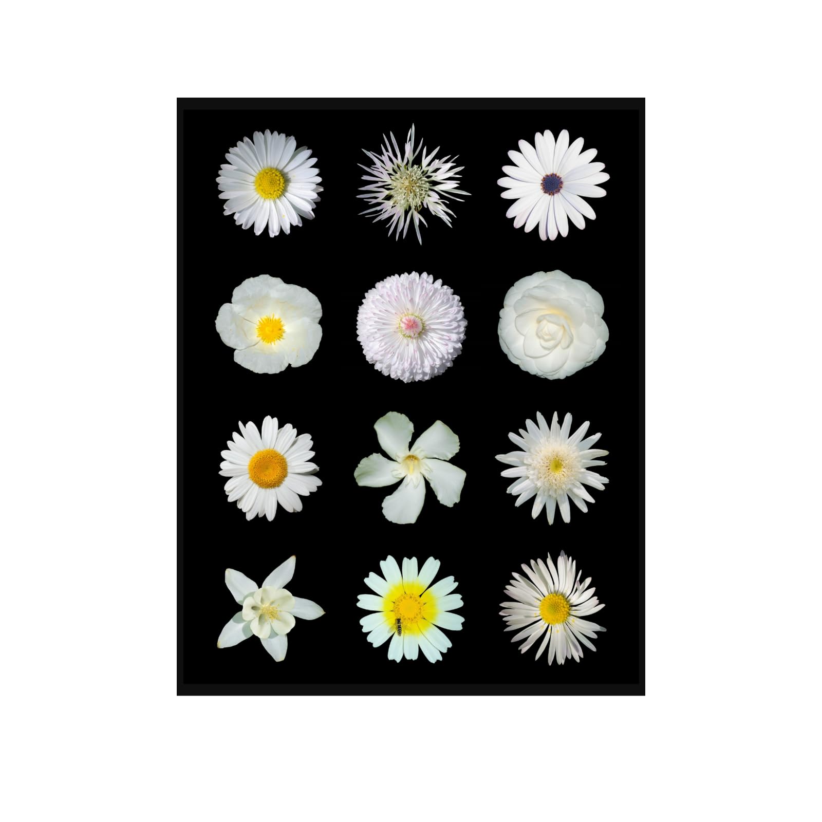 Narrow-Leaved Cistus Botanical Poster – Vintage Floral Wall Art Print for Home Decor, Nature Illustration Art for Living Room, Bedroom, Office