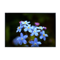 Myosotis Poster – Floral Wall Art for Home Decor, Botanical Flower Print, Bedroom & Living Room Wall Decor