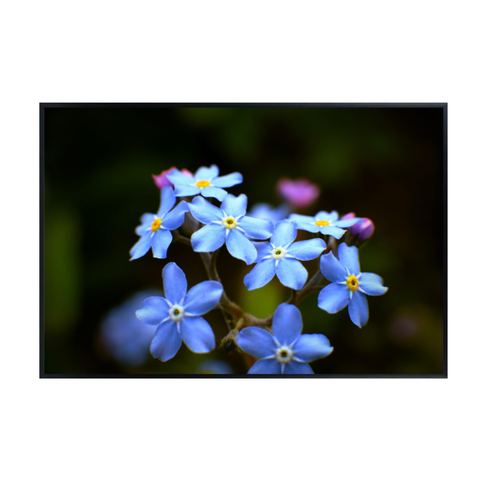 Myosotis Poster – Floral Wall Art for Home Decor, Botanical Flower Print, Bedroom & Living Room Wall Decor