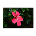 Hibiscus Flower Poster – Botanical Wall Art Print for Home Decor, Living Room, Bedroom, or Office – Elegant Floral Nature Artwork