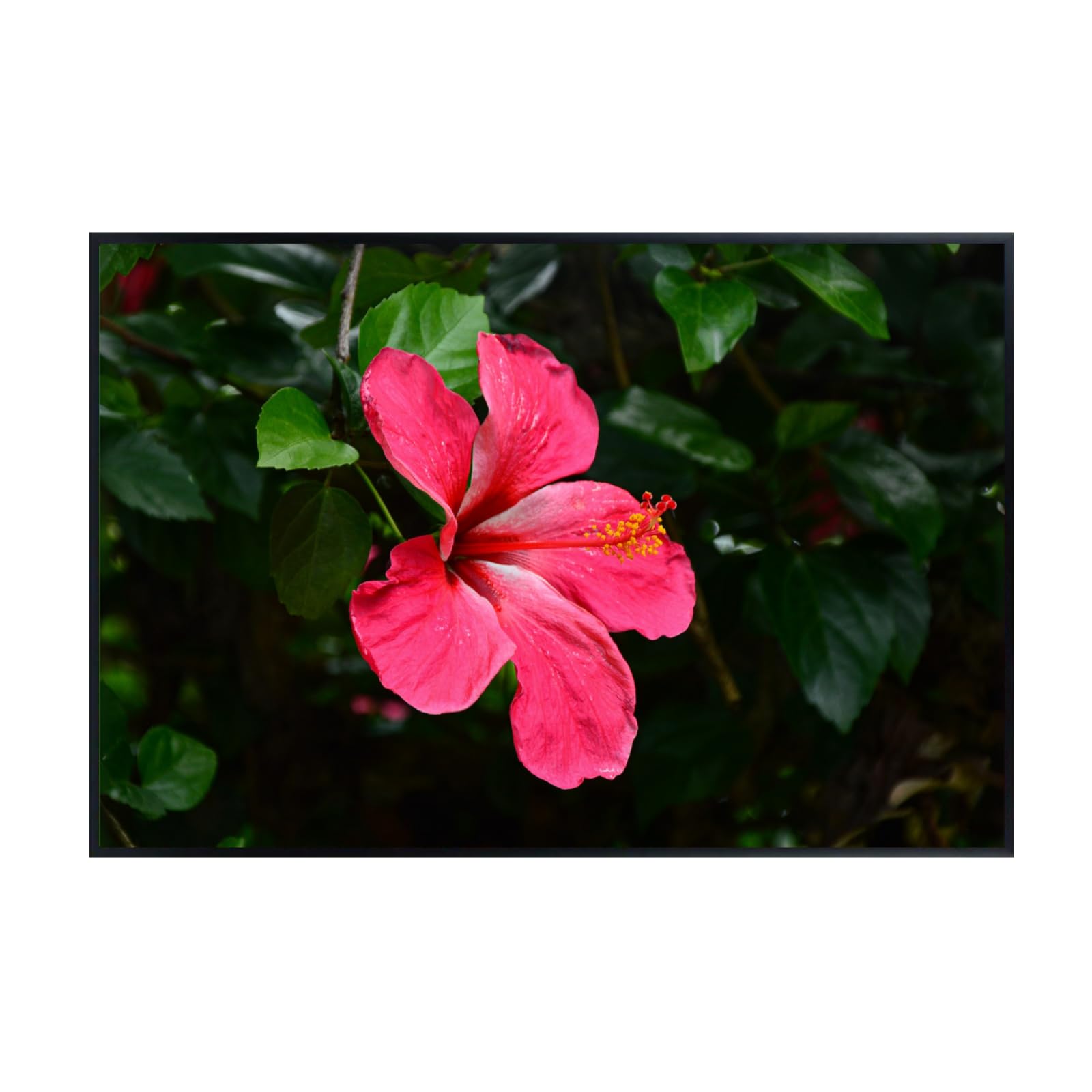 Hibiscus Flower Poster – Botanical Wall Art Print for Home Decor, Living Room, Bedroom, or Office – Elegant Floral Nature Artwork