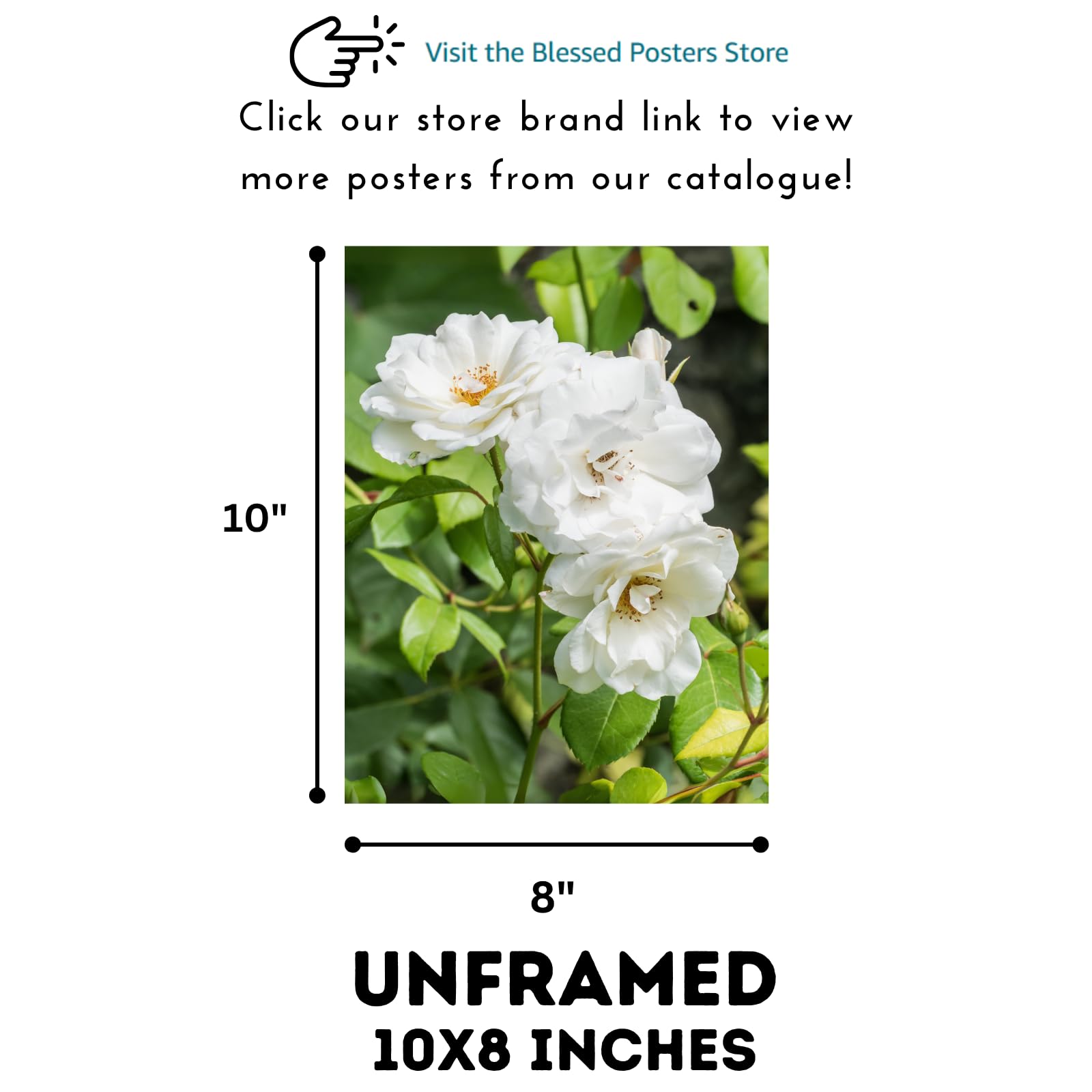 White Rosa Floribunda Wall Art Poster – Elegant Flower Home Decor Print for Living Room, Bedroom, Office, and Garden Lovers
