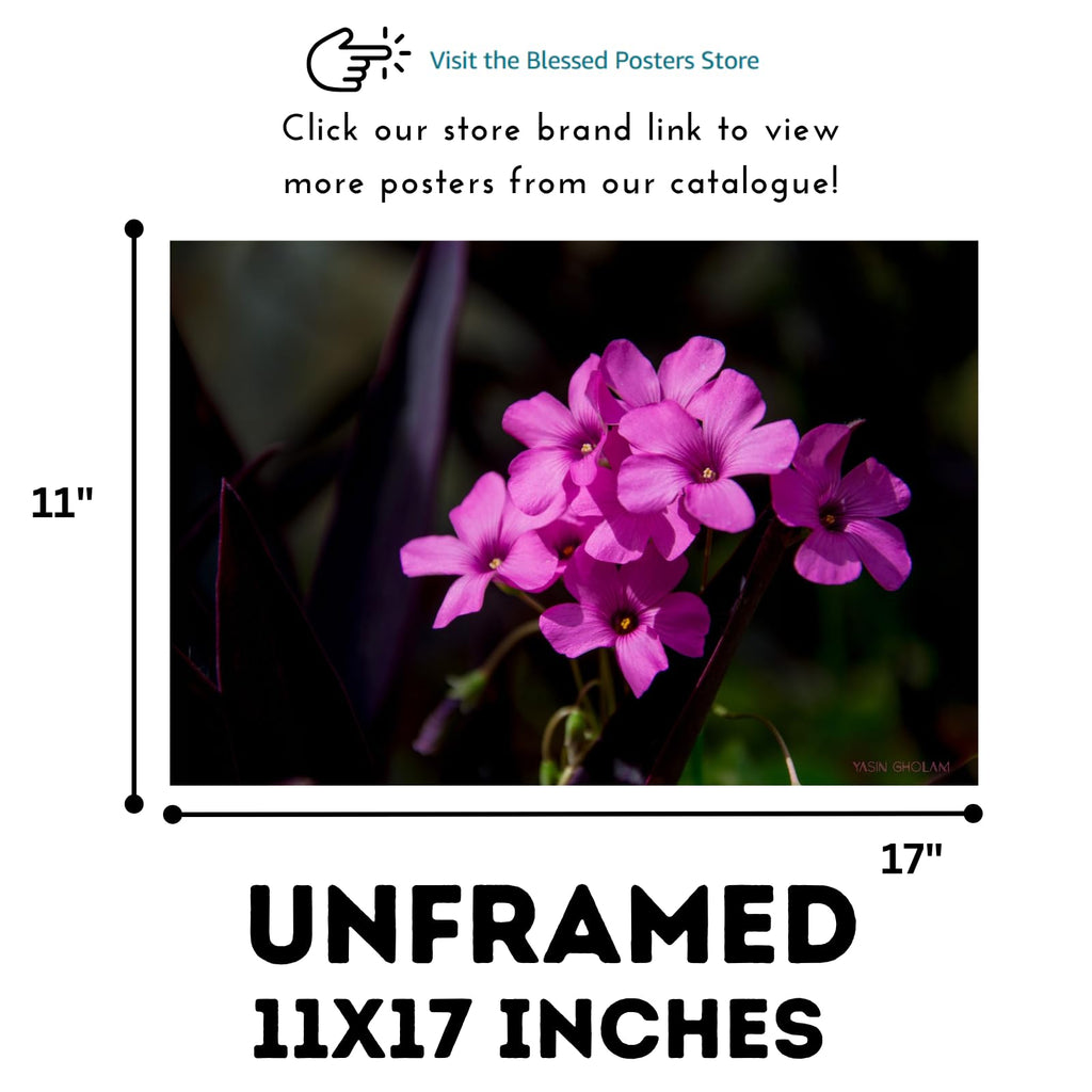 Pink-Sorrel Flower Poster – Oxalis Articulata Botanical Wall Art Print for Home Decor, Living Room, Bedroom, or Office – Elegant Floral Nature Artwork