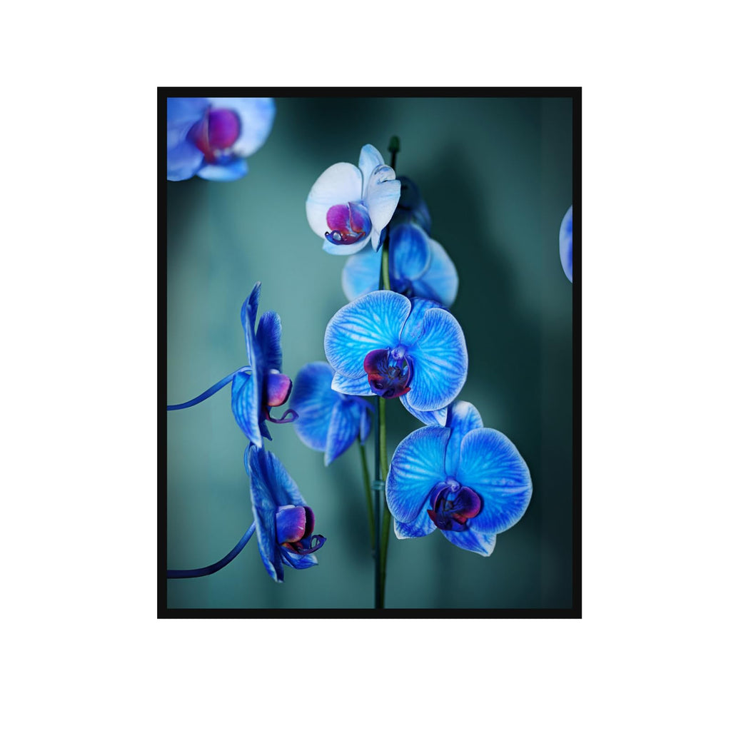 Blue Moth Orchid Wall Art Poster – Botanical Home Decor Print, Orchid Flower Illustration for Living Room