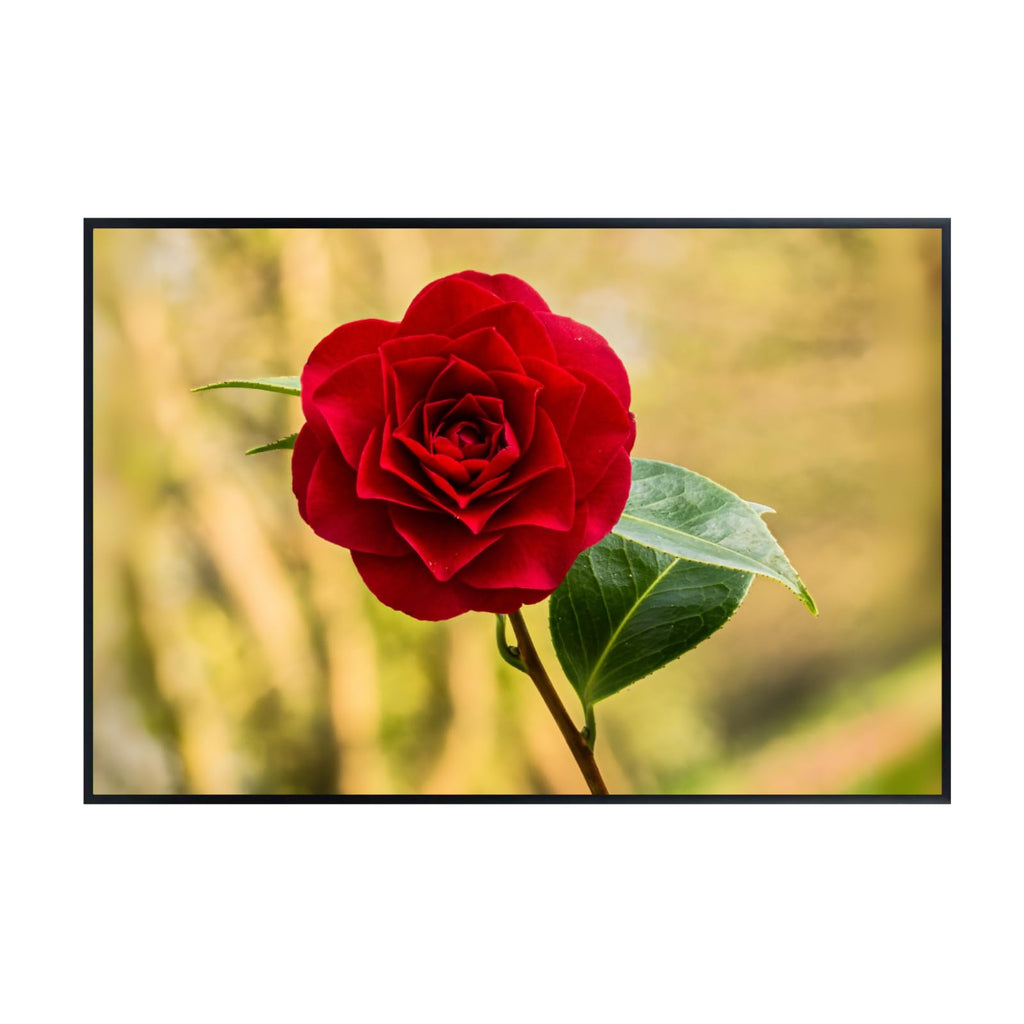 Camellia Flower Poster – Blon van een Camellia Botanical Wall Art Print for Home Decor, Living Room, Bedroom, or Office – Elegant Floral Nature Artwork
