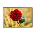 Camellia Flower Poster – Blon van een Camellia Botanical Wall Art Print for Home Decor, Living Room, Bedroom, or Office – Elegant Floral Nature Artwork